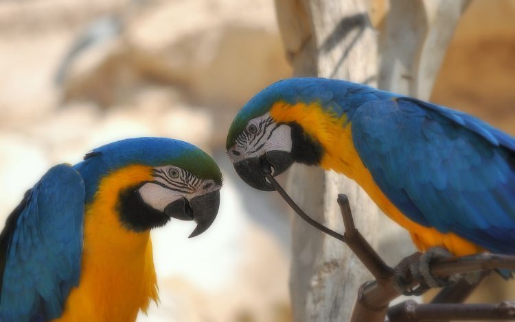 Fonds d'cran Animaux Oiseaux - Perroquets Aras