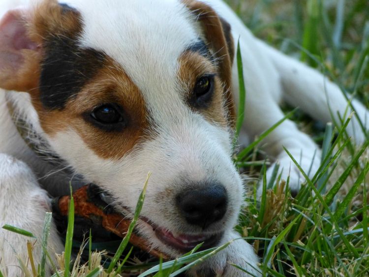 Fonds d'cran Animaux Chiens Paradis