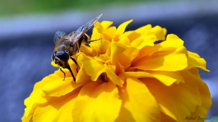 Fonds d'cran Animaux Insectes - Abeilles Gupes ... Une abeille sur une fleur jaune