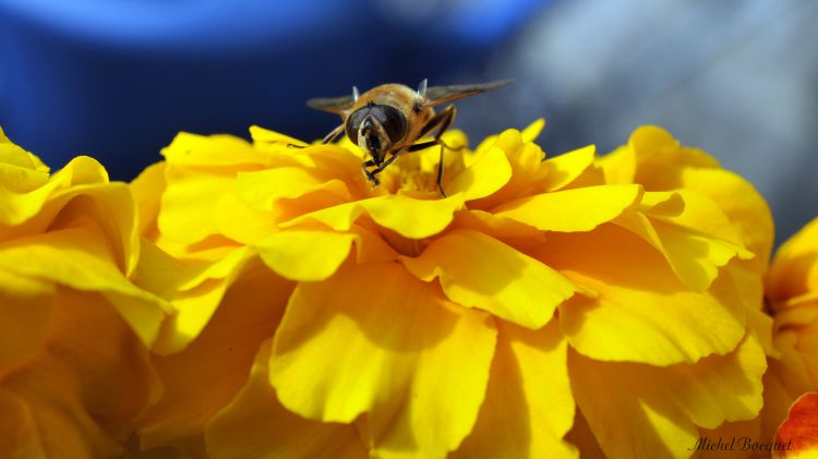 Fonds d'cran Animaux Insectes - Abeilles Gupes ... Une abeille sur une fleur jaune