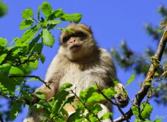  Animaux Un singe pas farouche.