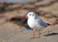  Animaux mouette