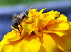  Animaux Une abeille sur une fleur jaune