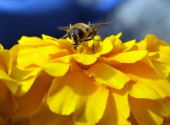  Animaux Une abeille sur une fleur jaune