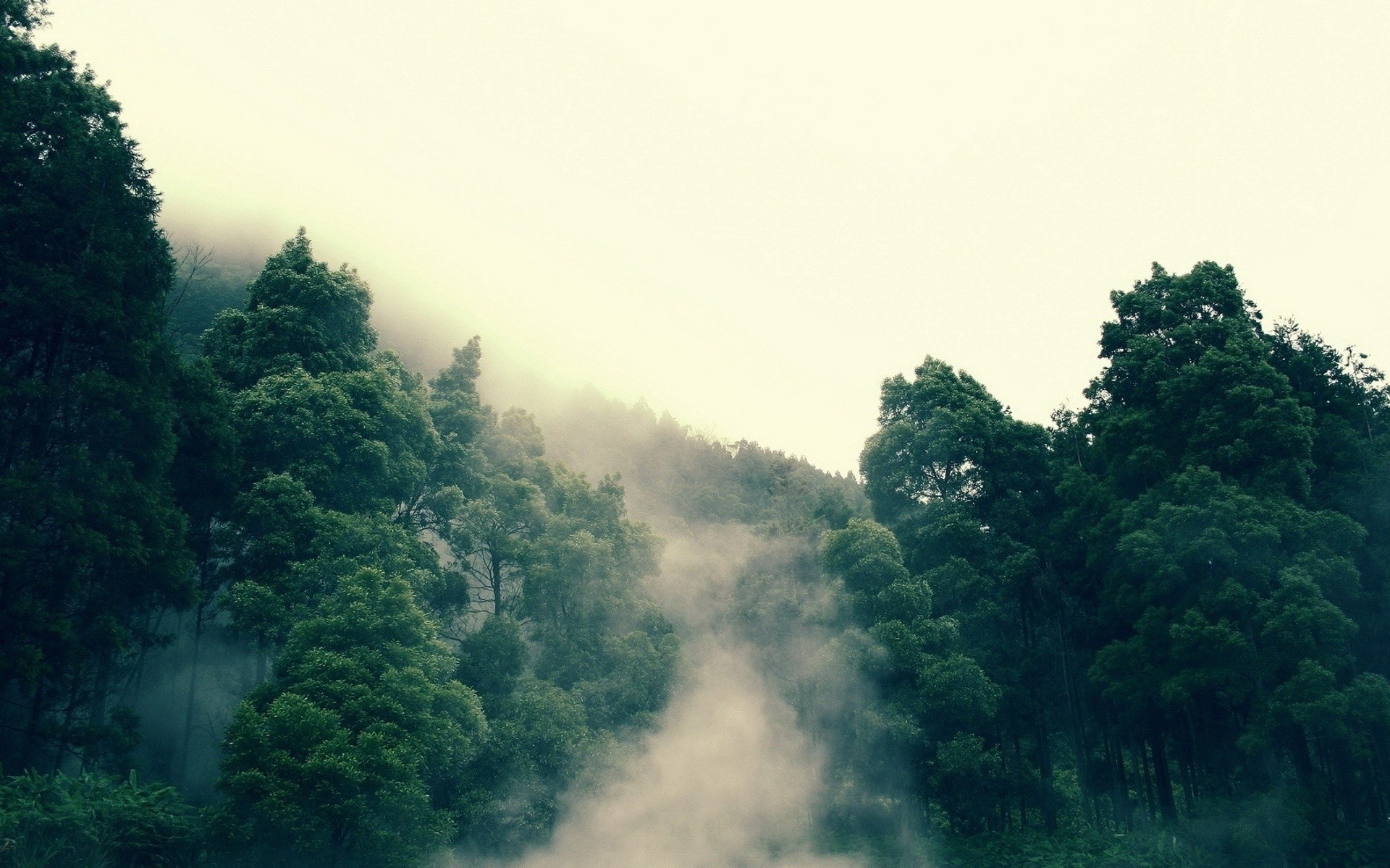 Fonds d'cran Nature Arbres - Forts 