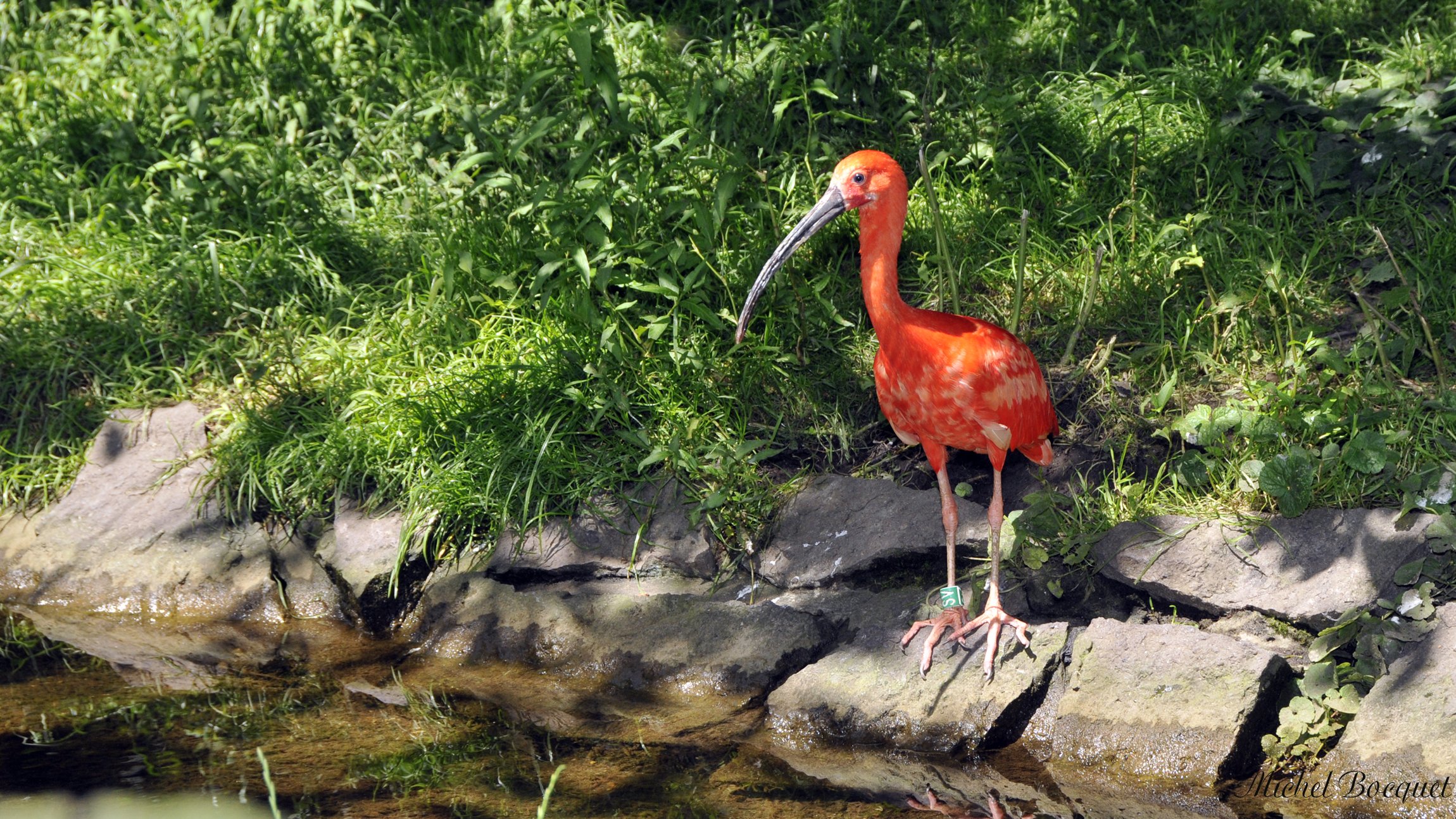 Fonds d'cran Animaux Oiseaux - Ibis Ibis rouge