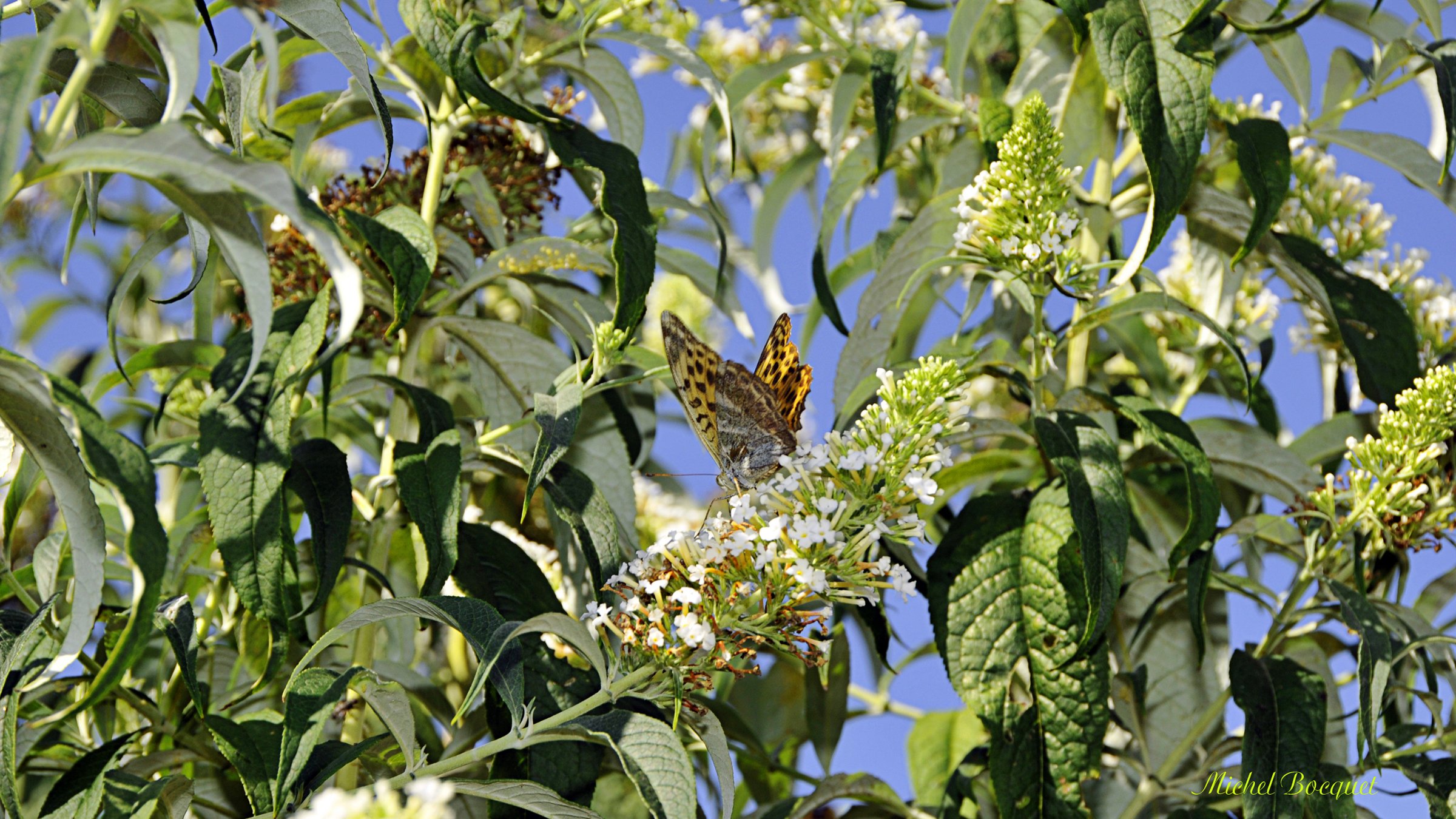 Fonds d'cran Animaux Insectes - Papillons Papillon prt  l'envol