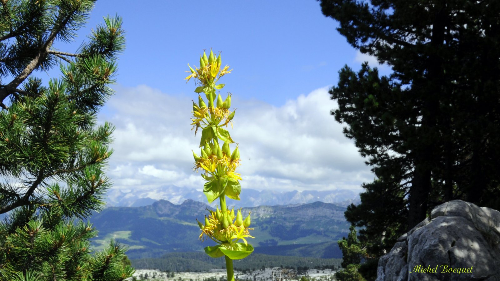 Fonds d'cran Nature Fleurs Fleurs des montagnes