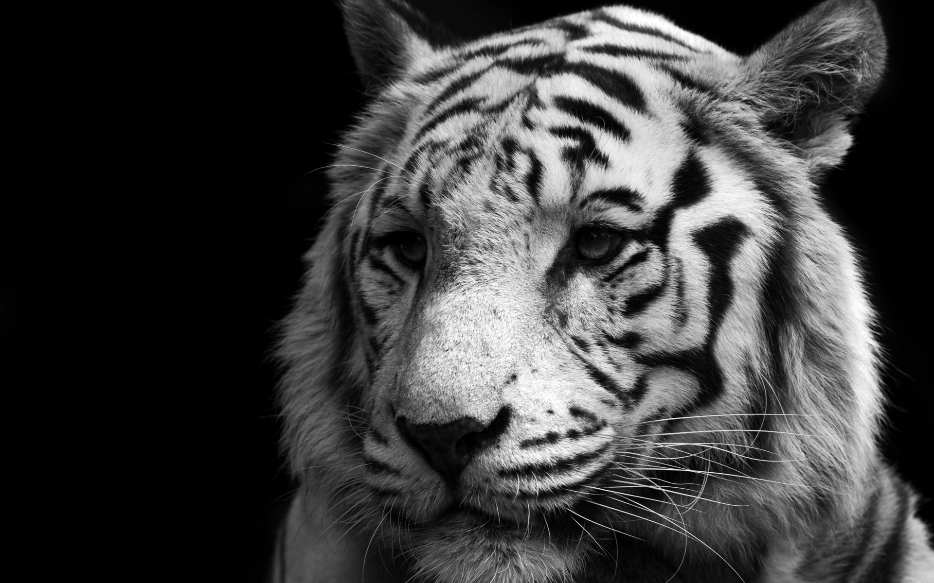 Wallpapers Animals Felines - Tigers 