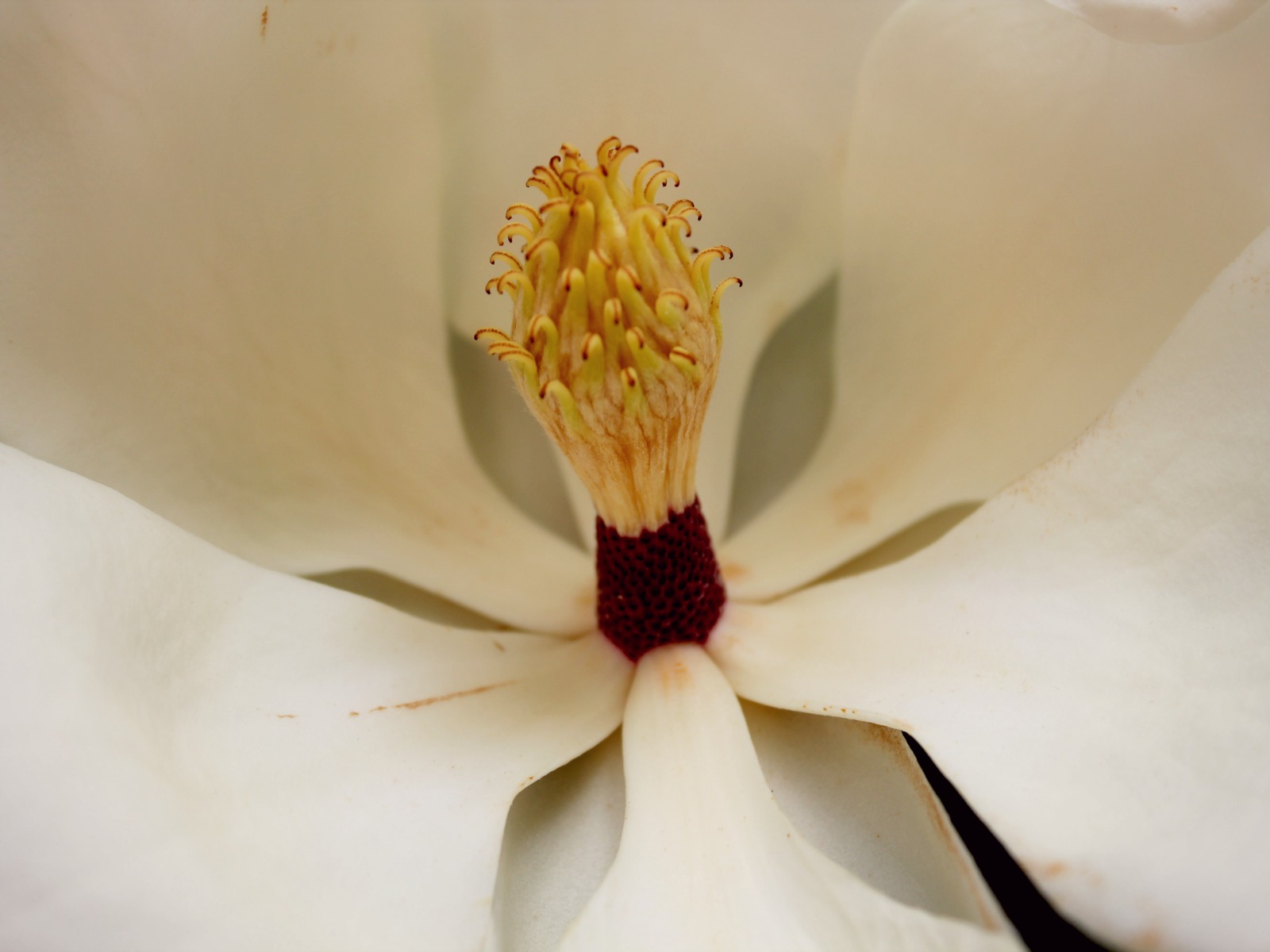 Fonds d'cran Nature Fleurs 