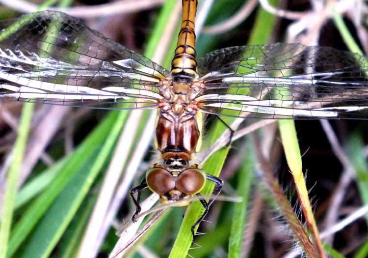 Fonds d'cran Animaux Insectes - Libellules libellules