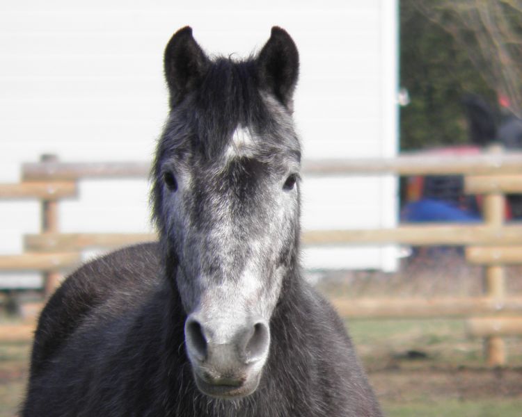 Fonds d'cran Animaux Chevaux Grissou,le petit cheval 2012