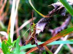  Animaux Sauterelles