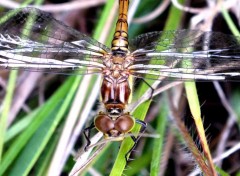  Animaux libellules