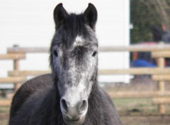  Animaux Grissou,le petit cheval 2012