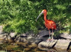  Animals Ibis rouge