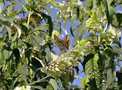  Animaux Papillon prt  l'envol