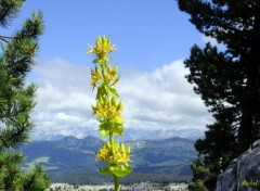  Nature Fleurs des montagnes