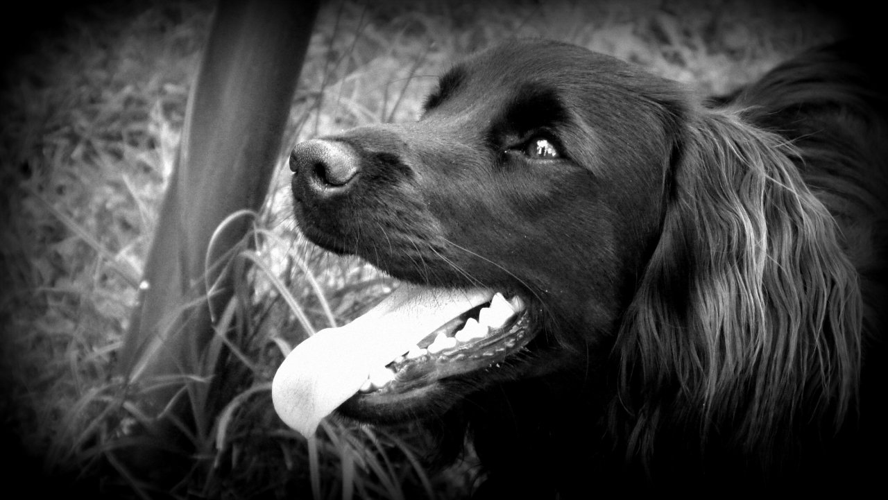 Wallpapers Animals Dogs Scance en noir et blanc. 