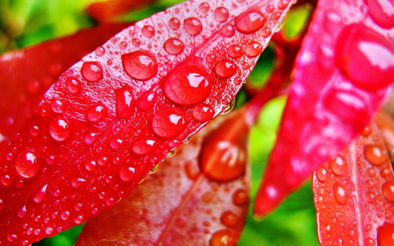 Wallpapers Nature Leaves - Foliage 