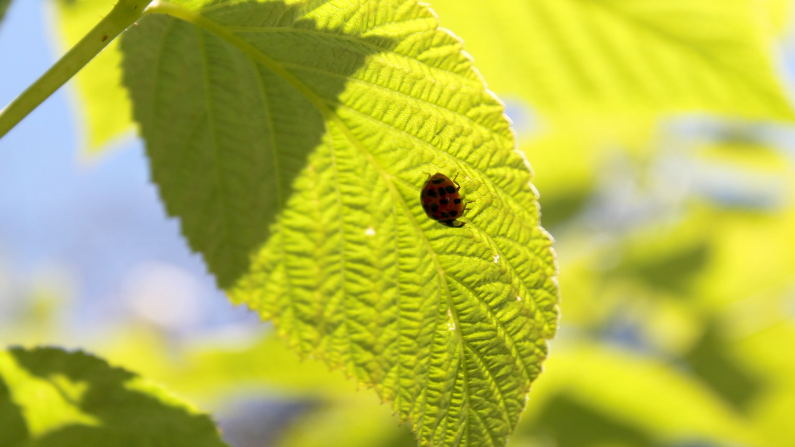 Fonds d'cran Animaux Insectes - Coccinelles 