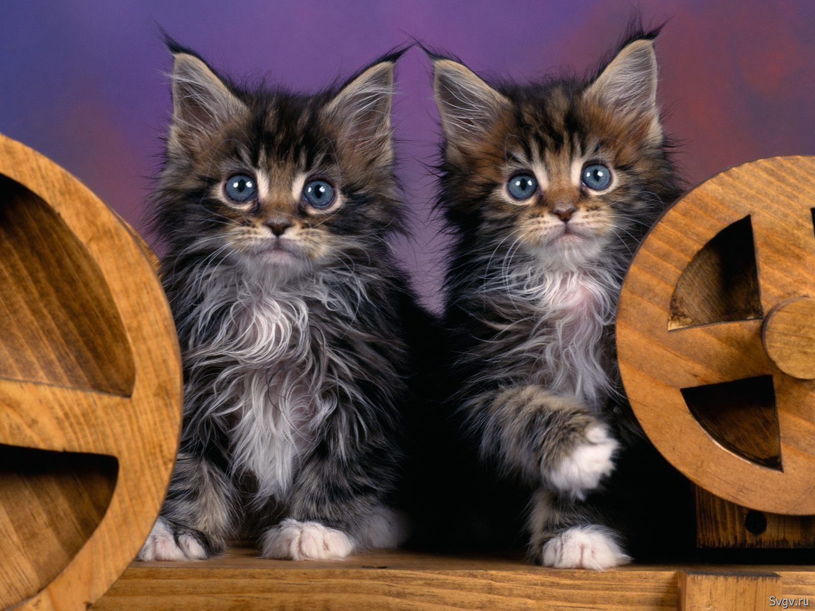 Wallpapers Animals Cats - Kittens Chats doubles