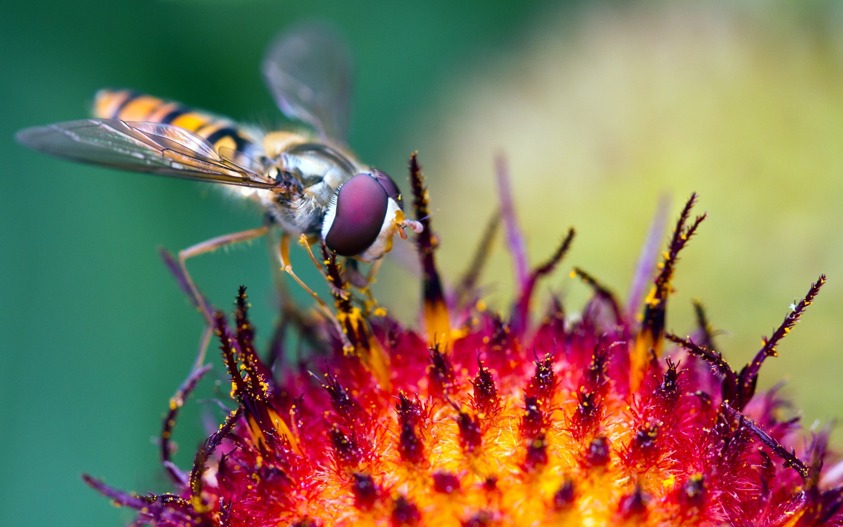 Fonds d'cran Animaux Insectes - Abeilles Gupes ... 