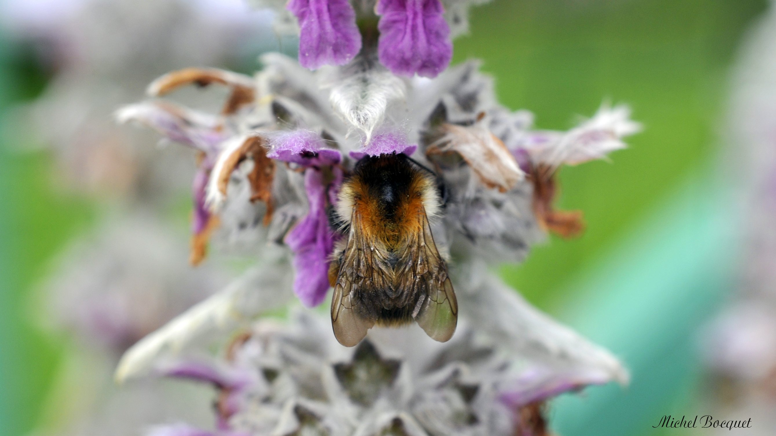 Fonds d'cran Animaux Insectes - Abeilles Gupes ... Bourdon sur une fleur