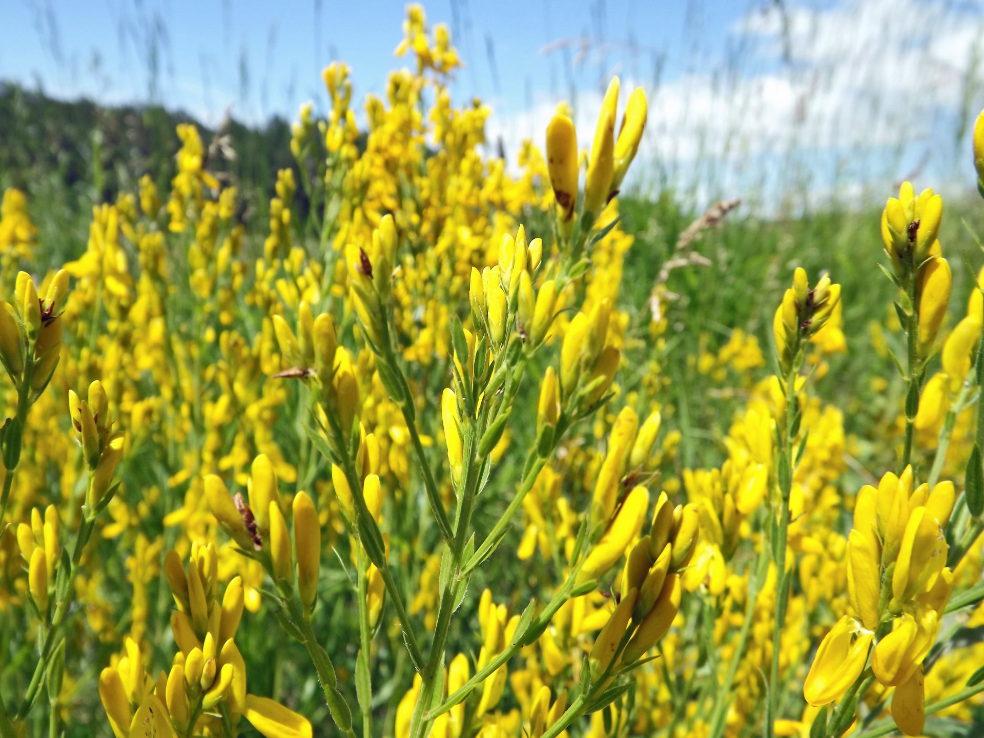 Wallpapers Nature Flowers fleurs sauvages