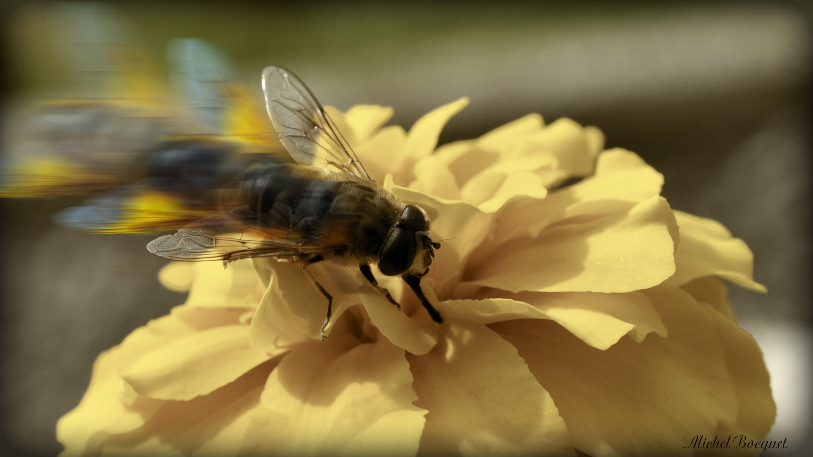 Fonds d'cran Animaux Insectes - Abeilles Gupes ... Atterissage d'une abeille