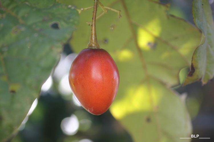 Fonds d'cran Nature Fruits Tomate arbuste (La Runion)