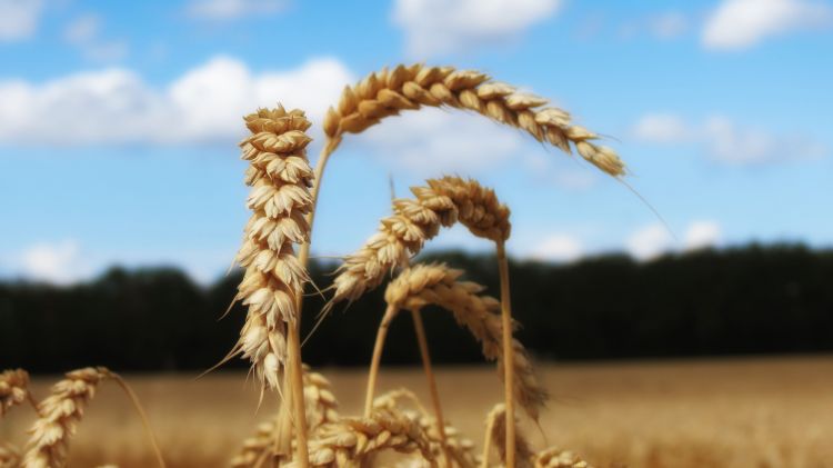 Fonds d'cran Nature Champs - Prairies Epis de bl