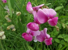  Nature fleurs sauvages