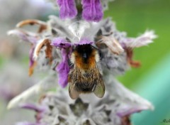  Animaux Bourdon sur une fleur