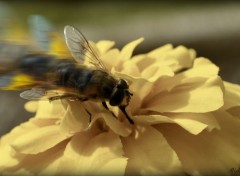  Animaux Atterissage d'une abeille