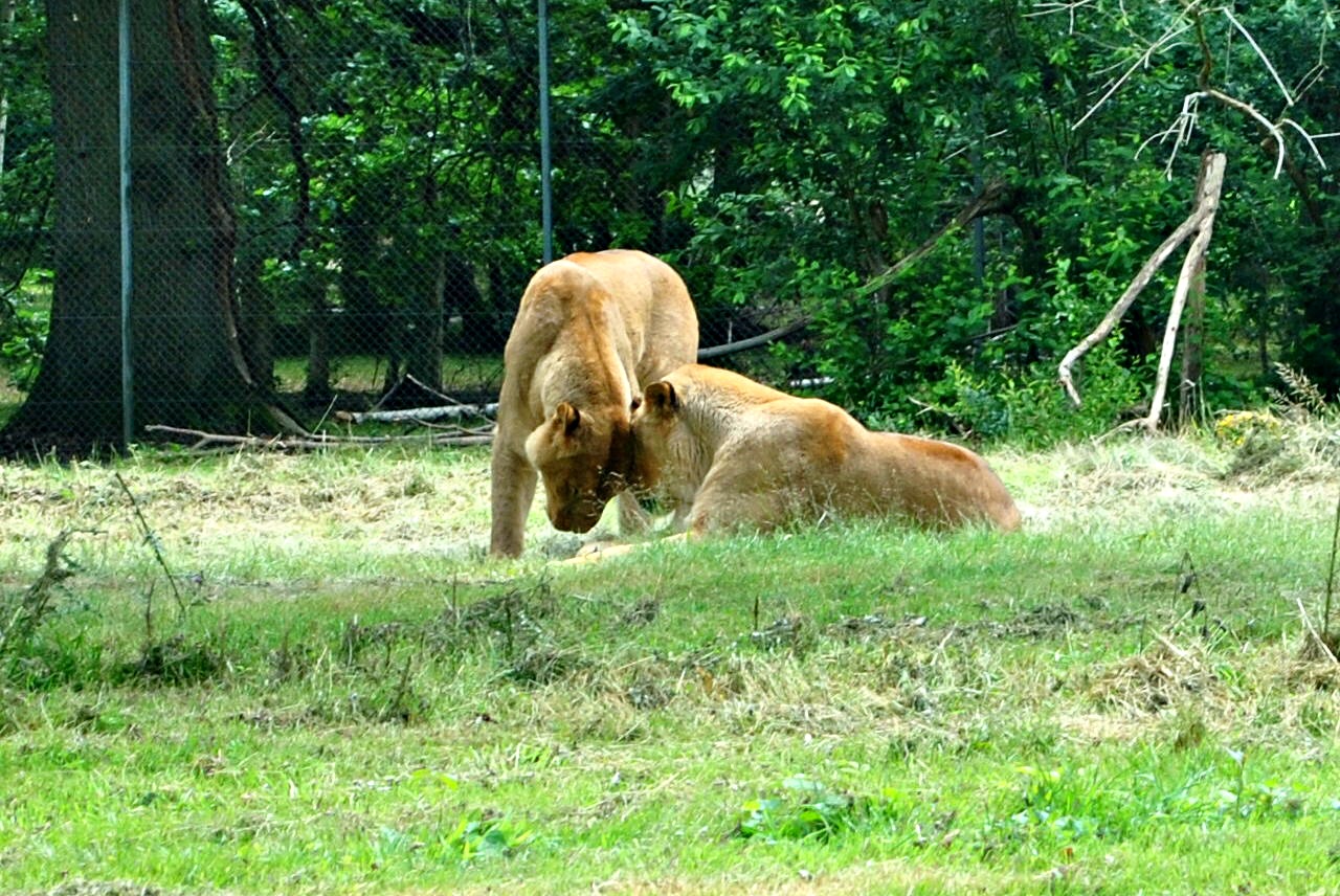 Fonds d'cran Animaux Flins - Lions 