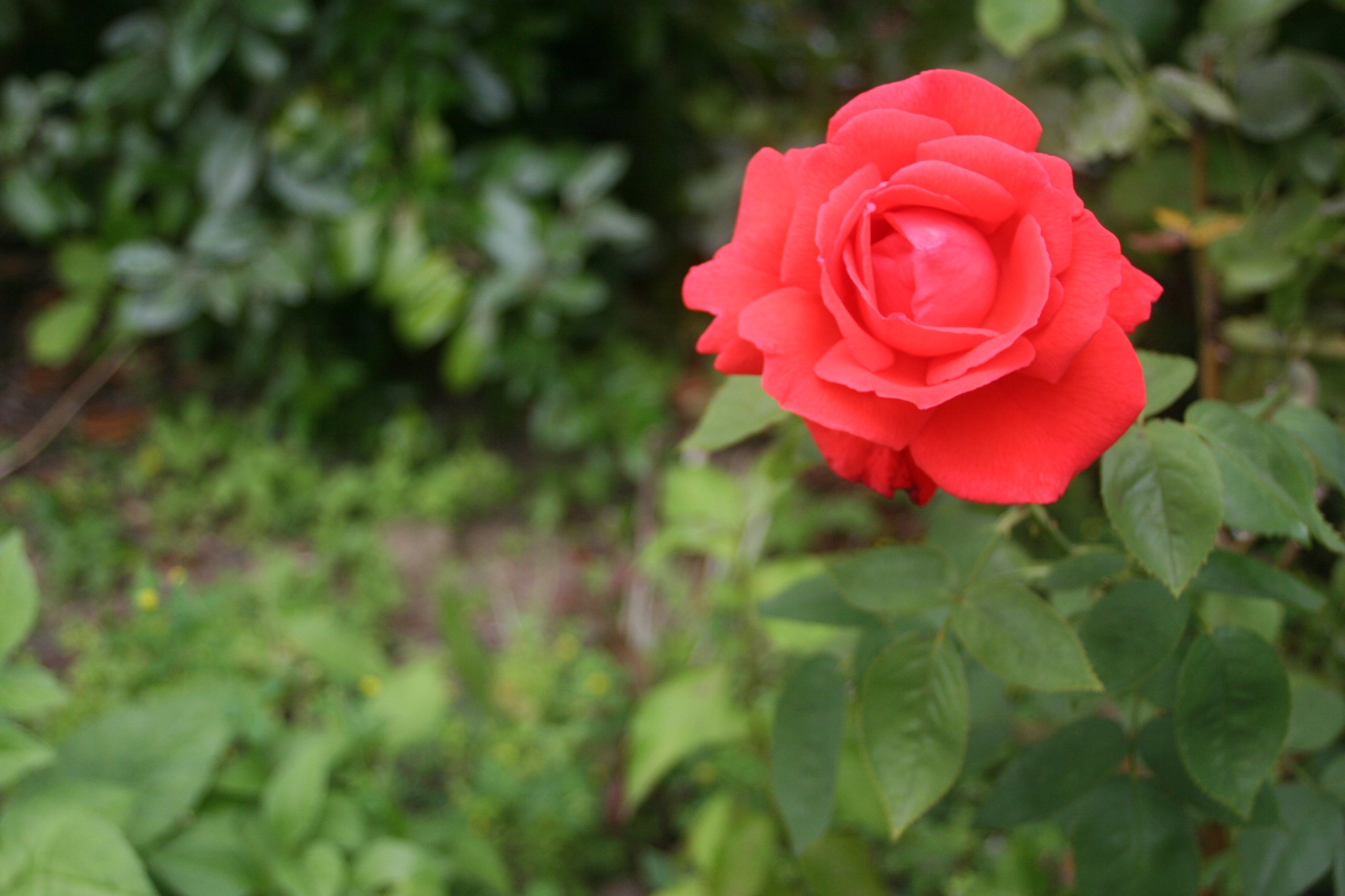 Fonds d'cran Nature Fleurs 