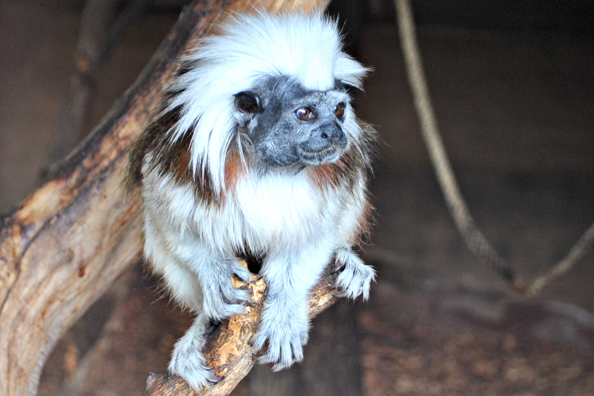 Fonds d'cran Animaux Singes 