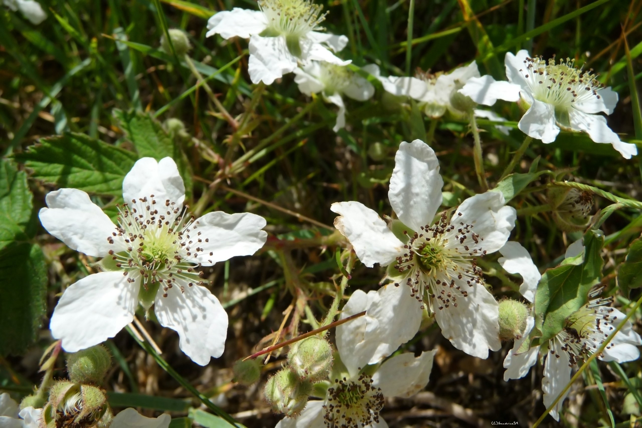 Wallpapers Nature Flowers 