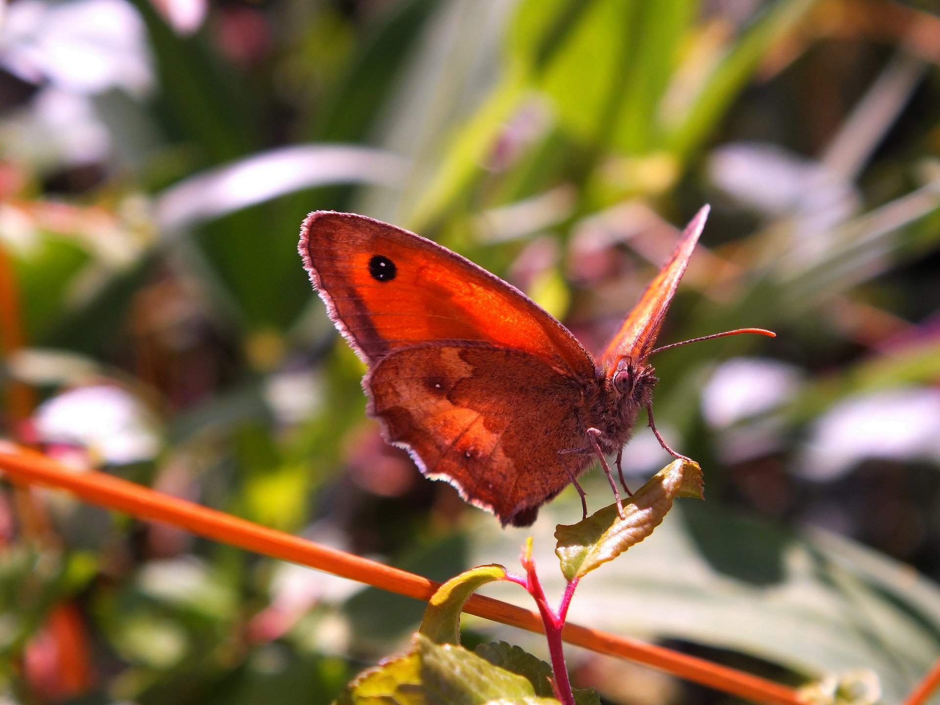 Fonds d'cran Animaux Insectes - Papillons papillons