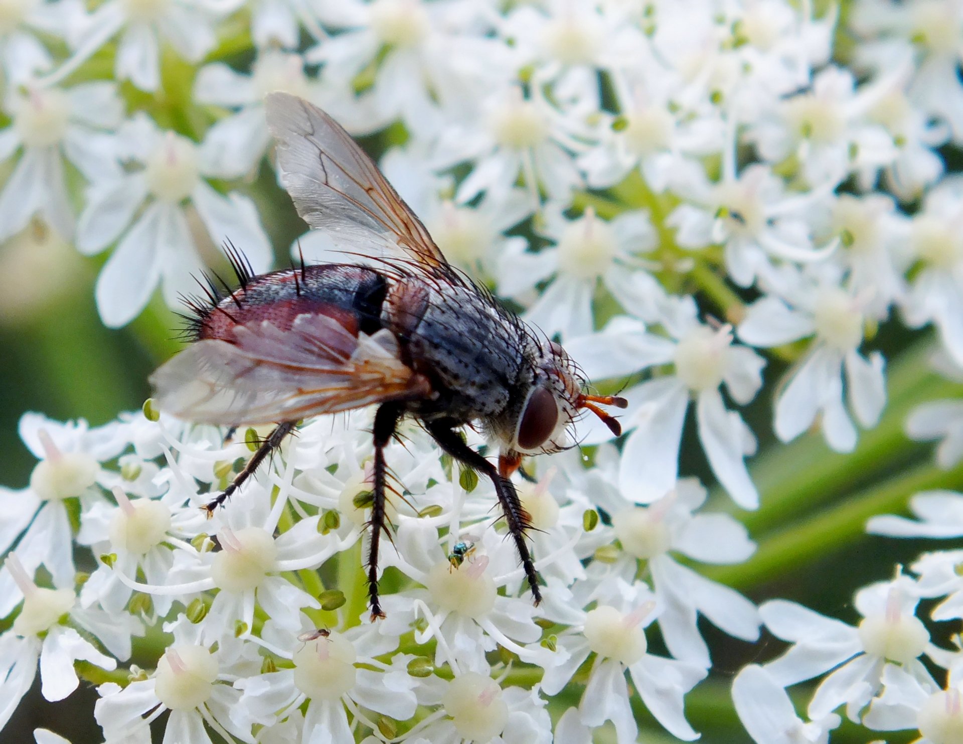 Fonds d'cran Animaux Insectes - Mouches Mouches