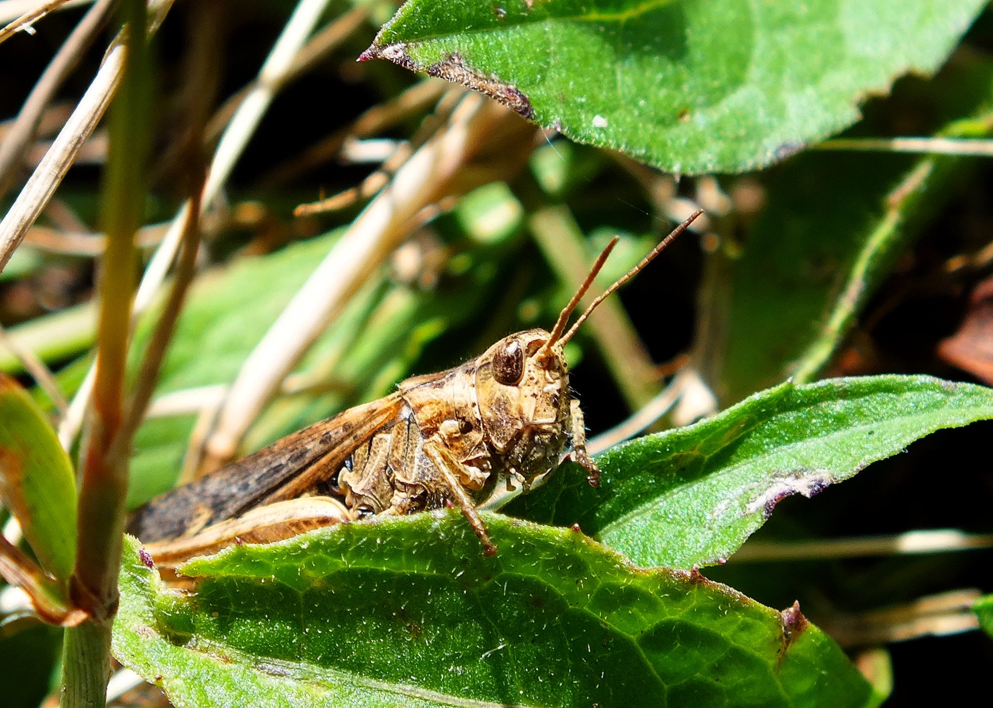 Fonds d'cran Animaux Insectes - Sauterelles et Criquets Sauterelles