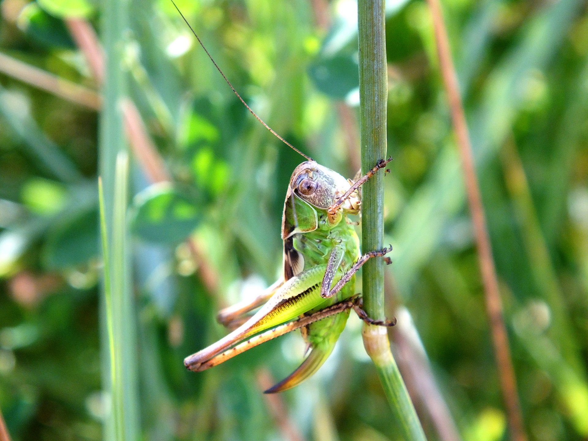 Wallpapers Animals Insects - Grasshoppers and Locusts Sauterelles