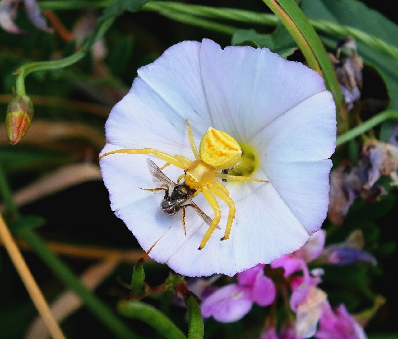 Fonds d'cran Animaux Araignes araigns