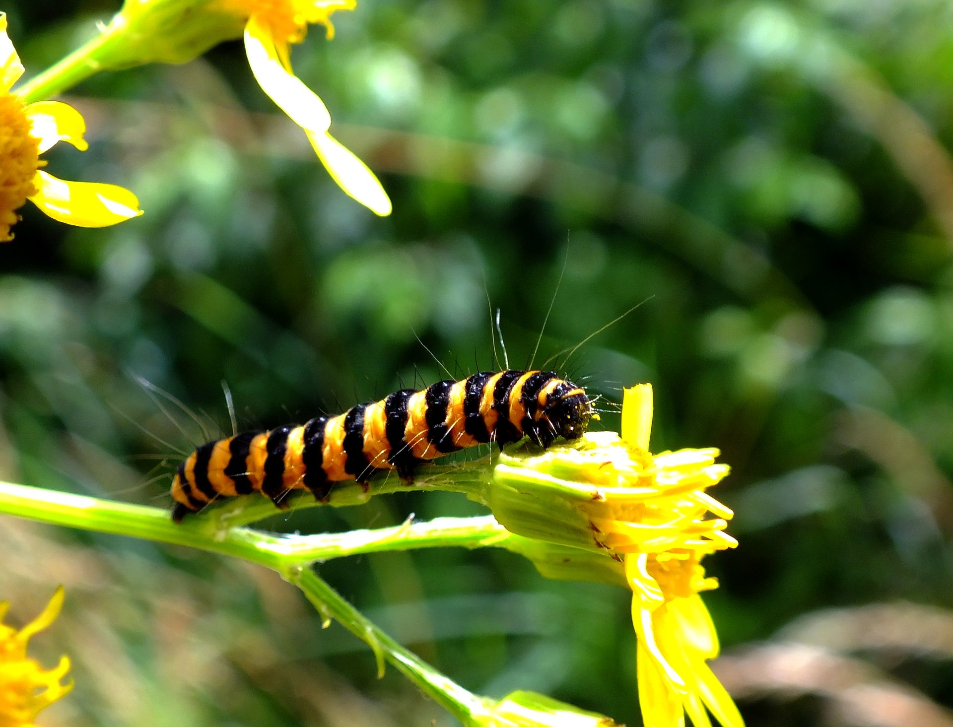 Fonds d'cran Animaux Insectes - Chenilles Chenilles