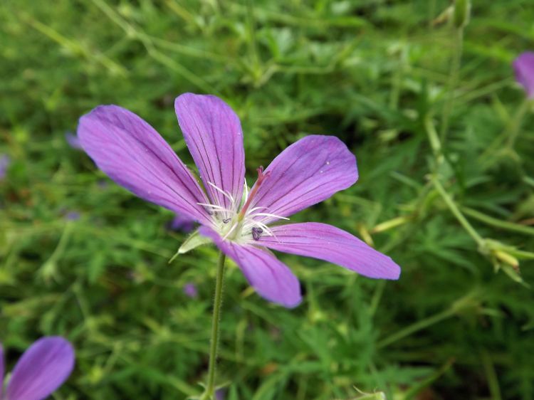 Wallpapers Nature Flowers fleurs