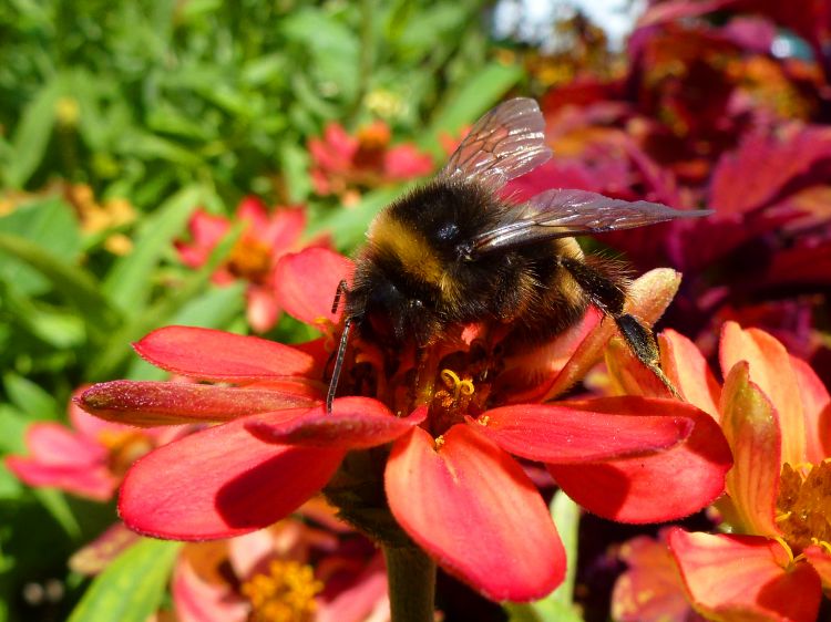 Fonds d'cran Animaux Insectes - Abeilles Gupes ... Bourdon 1