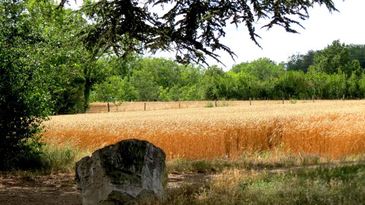 Wallpapers Nature Fields saison du bl