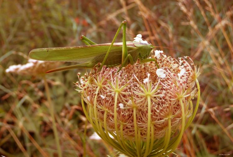 Wallpapers Animals Insects - Grasshoppers and Locusts Sauterelle Sabre