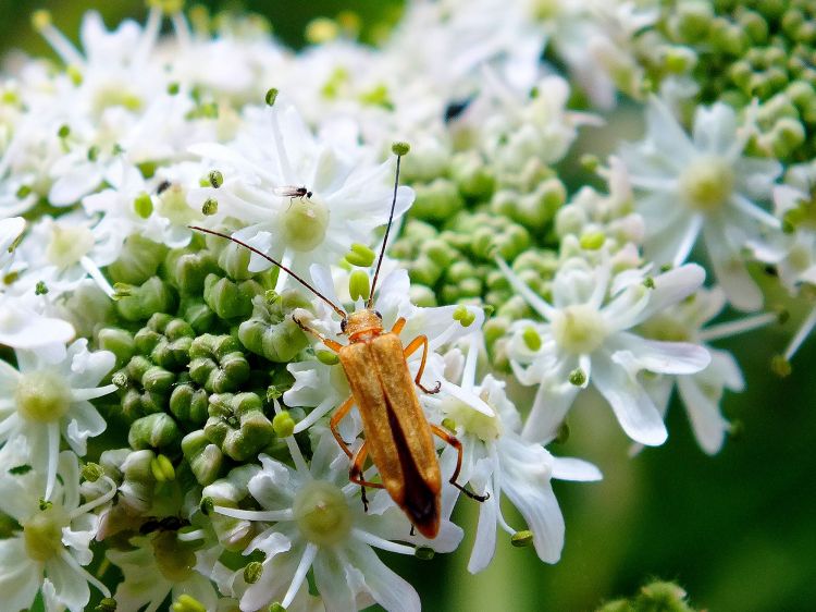 Fonds d'cran Animaux Insectes - Divers Insectes